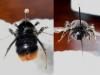 Bombus lapidarius
